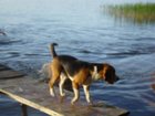 Скачать foto Потерянные Пропала собака 33860790 в Твери