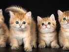 Свежее изображение  Солнечные котики на счастье и удачу! 32301144 в Уфе