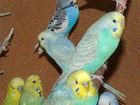 Новое foto Другие животные Крымские попугаи мелким оптом, Авто доставка 32369584 в Уфе