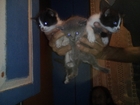  foto       37136616  