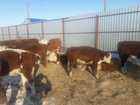 Уникальное изображение Другие животные Продажа быков (герефорды и казахи) 72316549 в Магнитогорске