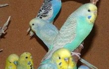 Крымские попугаи мелким оптом, Авто доставка