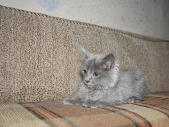  foto     37579350  