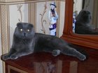 Скачать бесплатно изображение  Шотландский вислоухий кот ищет невесту 33758703 в Улан-Удэ