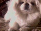 Просмотреть фотографию Вязка собак Королевский пекинес приглашает девочек на вязку ! 34678415 в Ульяновске