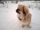 Скачать бесплатно фотографию Вязка собак Предлагаем кабеля Тибетского спаниеля для вязки 64329635 в Ульяновске