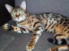 Новое фото Вязка кошек Нужен бенгальский кот для вязки 67835797 в Ульяновске