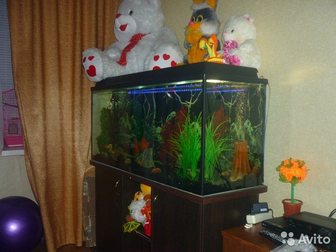 Увидеть foto Аквариумные рыбки продам аквариум 32402250 в Ульяновске