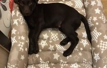 Шоколадный щенок лабрадор
