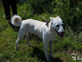 Эту красивую собаку зовут Митя,  Ему около 10 мес,  Привит, Умный,послушный,  Хорошо ходит на поводке,  Очень дружелюбный и к людям, и к другим животным,  Митя позитивный,весёлый в Великом Новгороде