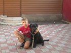 Уникальное фото Вязка собак Предлагаю элитного кобеля для вязки 33612718 в Воронеже