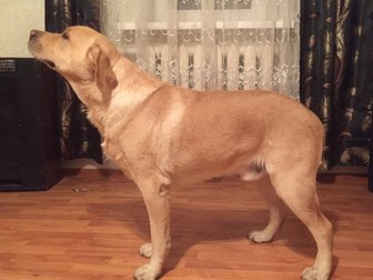 Новое изображение Вязка собак Лабрадор ретривер, кобель для вязки 45092645 в Воронеже
