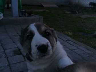Продам щенка алабая1,5 мес, кобель в Воронеже