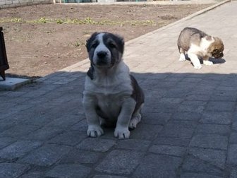 Продам щенка алабая1,5 мес, кобель в Воронеже