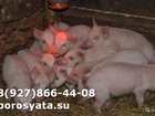 Уникальное foto Другие животные Поросята на доращивание 34286469 в Высоковске